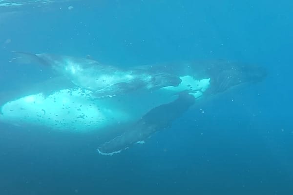 tonga whales